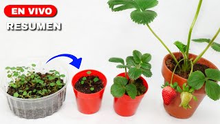 How To Grow Strawberries From Seed | SEED TO HARVEST