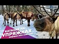 Экстремальные развлечения АХАА. Катание на оленьих и собачьих упряжках в Москве и Подмосковье.