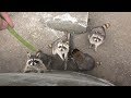 アライグマに餌やり体験 (伊豆アニマルキングダム) 2018年3月17日