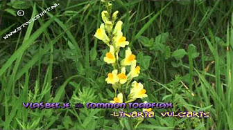 Botanica Plantas Escrofulariaceas 2 2 Youtube