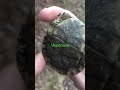 Черепаха turtle