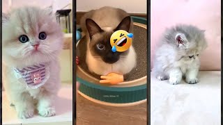 Cat Lover 🐈⬛ Will Cheer you Up 🥰 #FunnyCats Part 2435