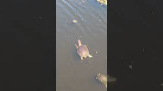 TURTLES SWIMMING IN FLORIDA POND #shorts #turtle
