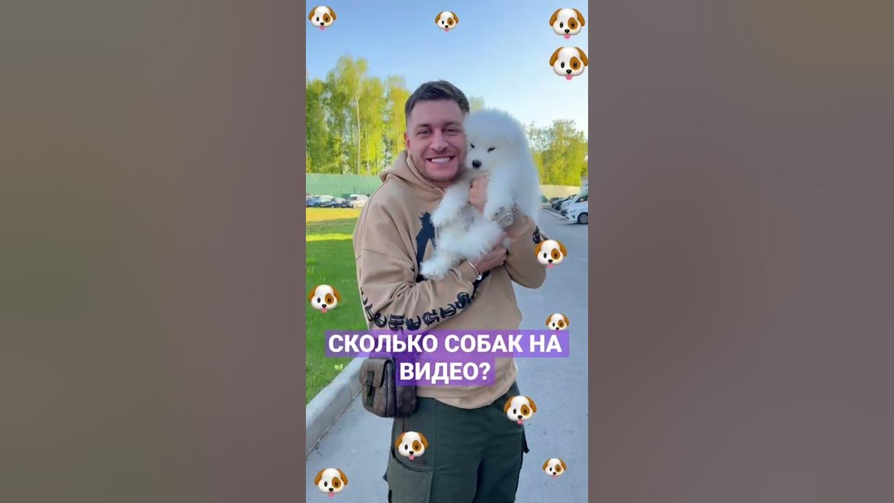 Как выглядит собака миланы хаметовой Милана Хаметова