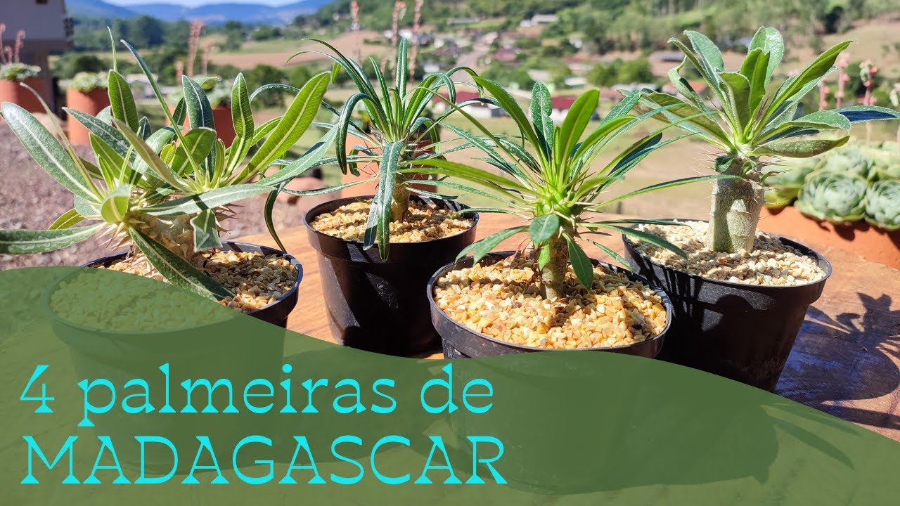 (PALMEIRAS DE MADAGASCAR) CONHECIA ESSAS VARIEDADES?