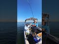 Tailor Fishing | Botany Bay | Fishing Action | #shortsvideo #shorts #lurefishing