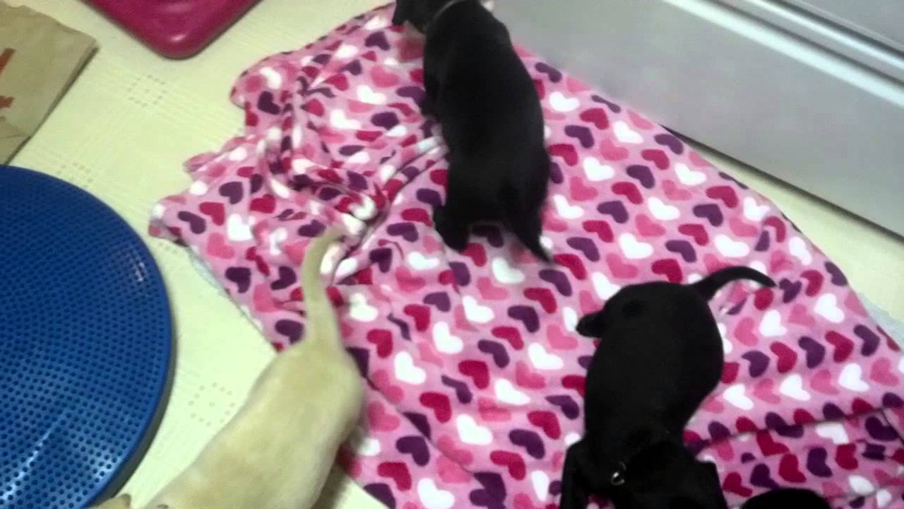 Five week old Labrador Puppies 2 YouTube