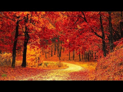 Relaxing Music Accompanied by Autumn Landscapes - Autumn sound, Leaf sound