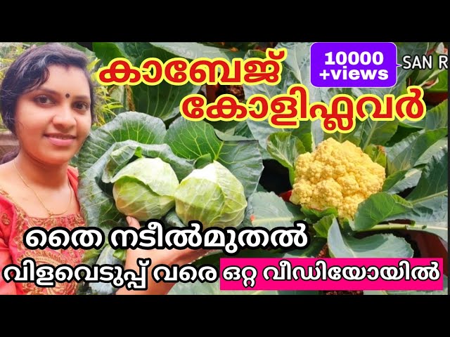 കാബേജ്,കോളിഫ്ലവർ | തൈ നടീൽ മുതൽ വിളവെടുപ്പ്വരെ|Cabbage and Cauliflower|Cultivation to Harvesting|