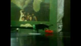 alleycats - mangsa renunganmu