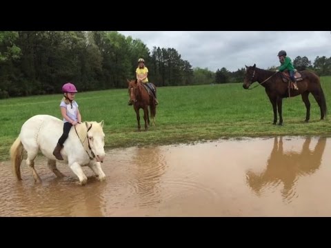 Watch Pony Dunk Little Girl Rider Into Mud and Roll Around