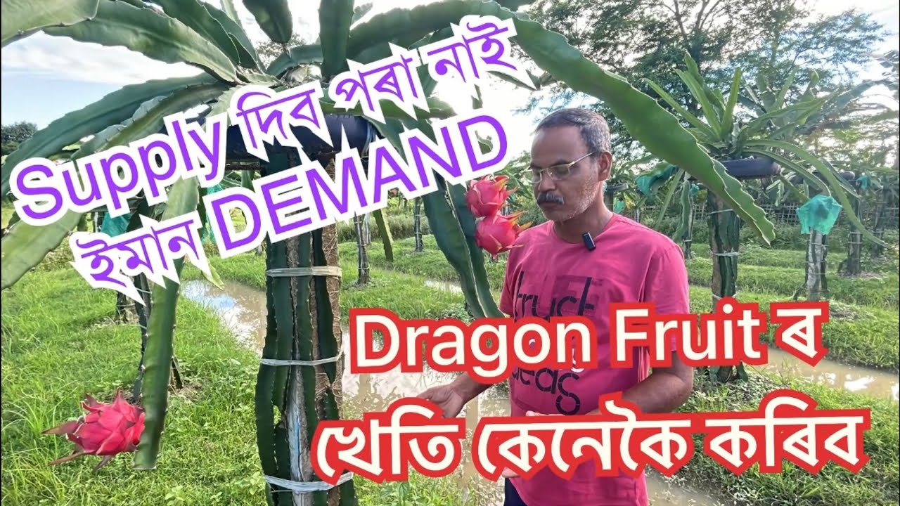 লাভজনক ড্ৰেগন ফলৰ খেতি IIDRAGON FRUIT FARMING॥Dragon Fruit kheti॥Dragon Fruit cultivation #farming