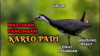 🔴 Masteran Suara Kicau Burung Kareo (Kreo) Padi / Ruak Ruak Gacor Jernih Untuk Pancingan