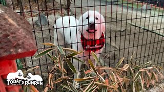 お父さんが来るのを楽しみに待っているルンルンです　Great Pyrenees　グレートピレニーズ