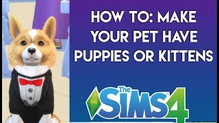 HOW TO: Get puppies or kittens in The Sims 4: Cats and Dogs | Simology
