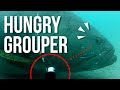 Giant 300kg Queensland Grouper steals our camera