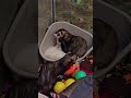 A True Meeting Of The Minds #ferret #play #playtime #pets #animals #love #shorts #toocute #adorable