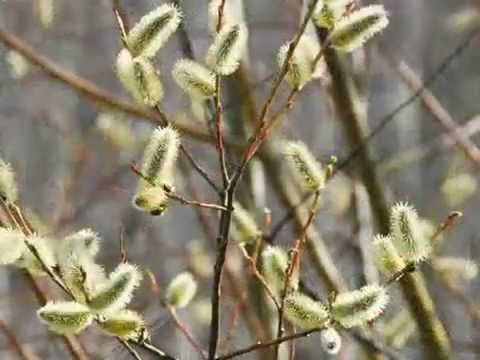 Pussy Willow Cattails 49