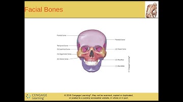 Medical Terminology: Chapter 6 Skeletal System