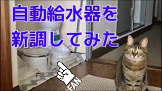 【今日のドアちー】自動給水器を新調してみた。