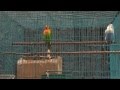 Ramai Kicauan Lovebird (Lovebirds Sounds) #7