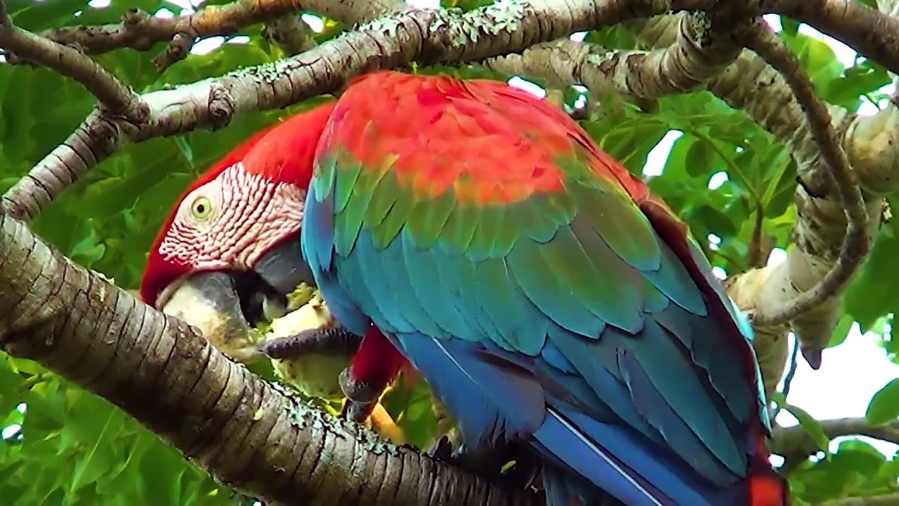 Red-and-green Macaw, Gnawing coconut macaúba, Ara chloropterus, Natural