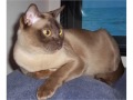 Burmese Kittens - Cat Pictures の動画、YouTube動画。