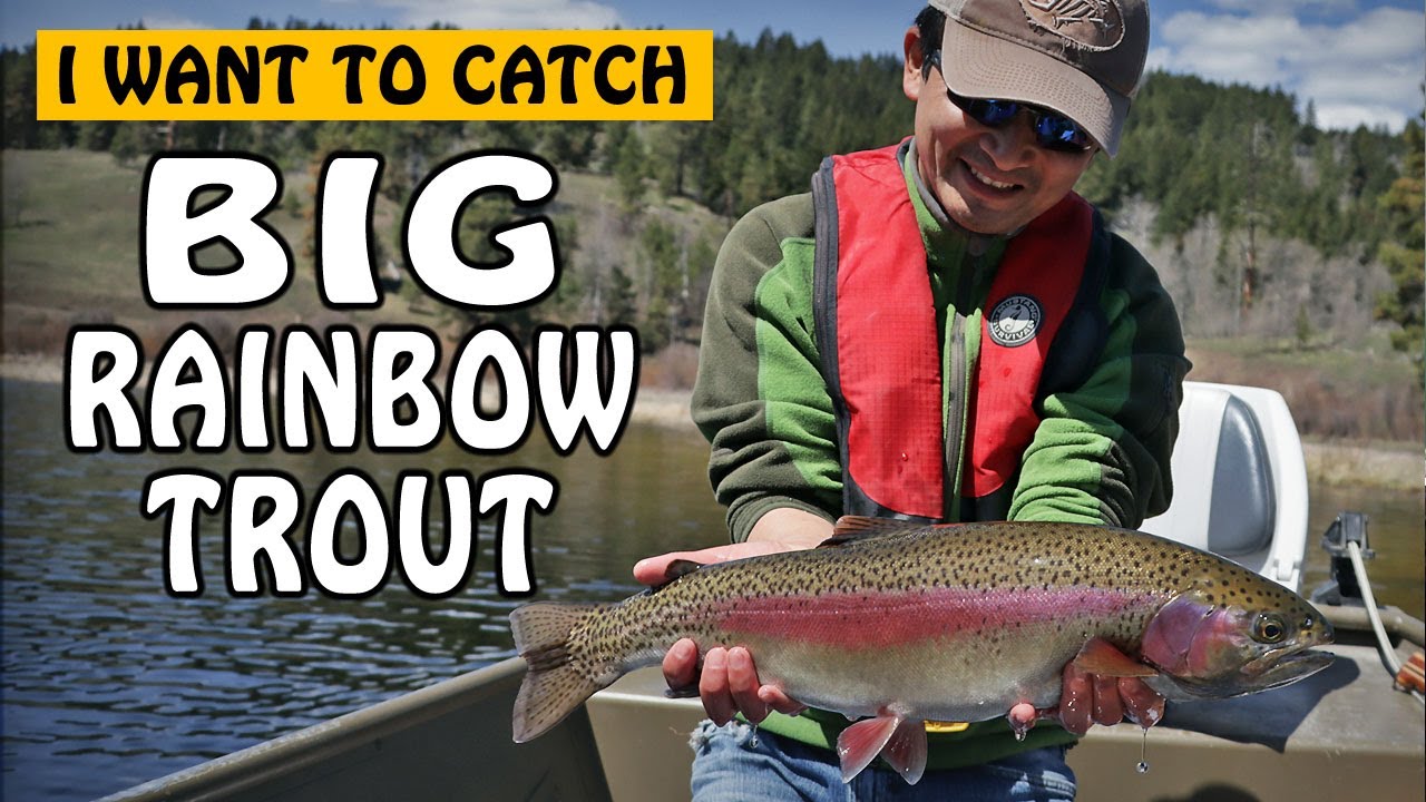 How to Catch Big Rainbow Trout from a Lake?
