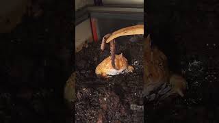 Princess Having Dinner.