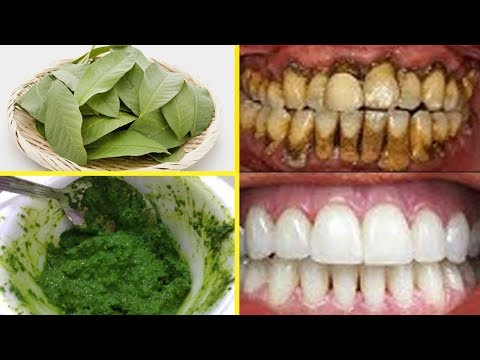 in-just-2-minutes--use-guava-leaves-paste-to-turn-yellow-teeth-to-pearl-white-teeth