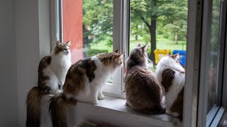 Norwegian forest cats bird watching together