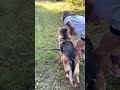 Tazer the German Shepherd loves hugs