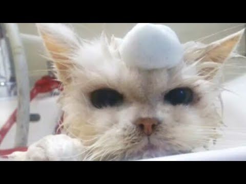 あたし、ねこ♪Eテレ0655 ♡ヒメリ♡