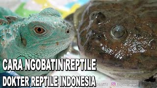 BEGINI NGOBATIN REPTILE ALA DOKTER REPTILE INDONESIA - IGUANA & KODOK