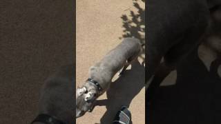 American Bully 11 Weeks