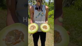 How tell when a honeydew melon is ripe. #rawvegan #vegan #fruit #melon #fruitarian #shorts