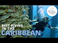 The Best SCUBA Diving Locations in the Caribbean