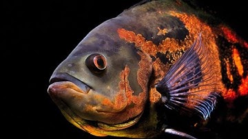 Kiến thức cơ bản khi nuôi cá tai tượng Châu Phi