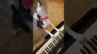 🎶🎹🎶🎹 #Shorts #Dogs