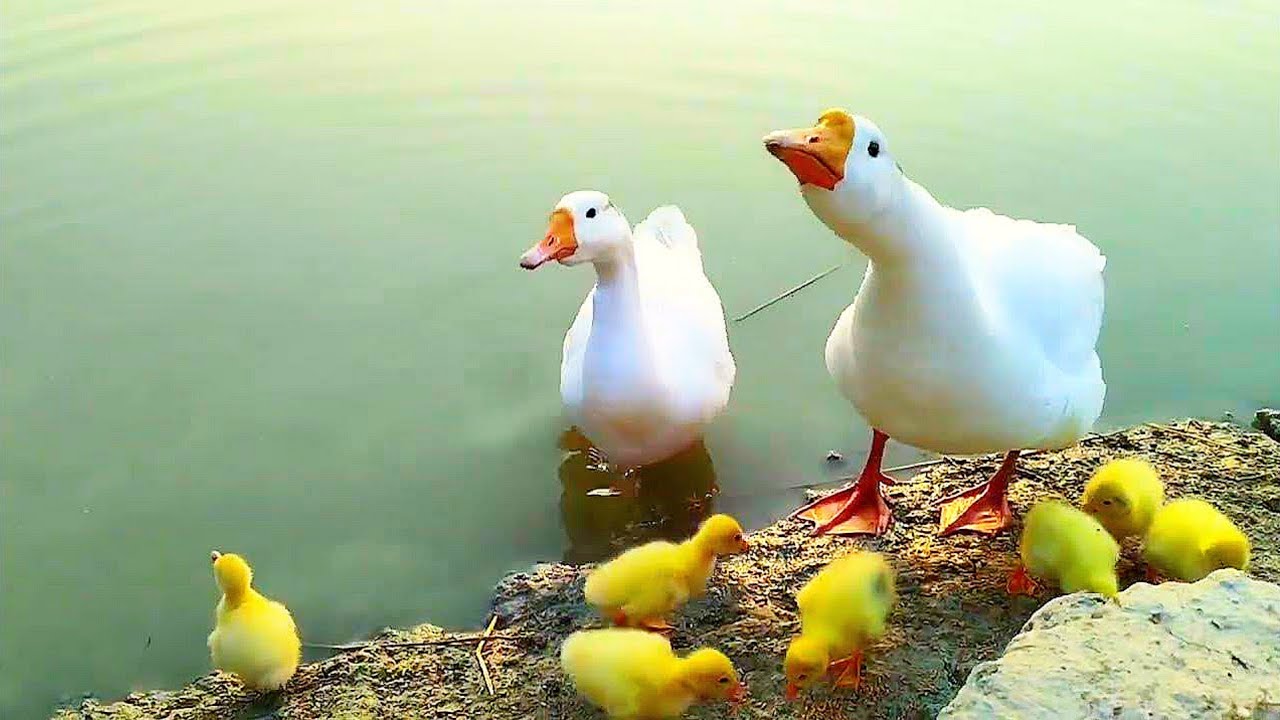 Angry mother duck 🦢 attacked  boy to protecting ducklings 🐥🐤🐥