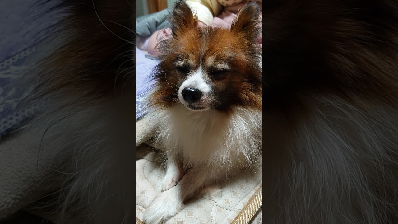友達の犬 Youtube 友達の犬 Youtube