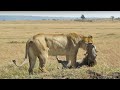 Lion attack warthog  animal fight  atp earth