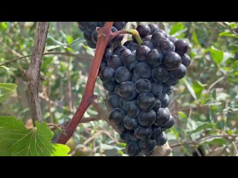 ভিডিও: আঙ্গুরের ক্লোরোসিস: চিকিত্সা এবং পাতাগুলি কীভাবে প্রক্রিয়া করা যায়। প্রস্তুতি এবং লোহার ভিট্রিয়ল