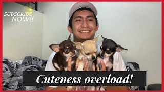 CUTENESS OVERLOAD!! | CHIHUAHUA PUPPIES