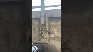 Green Snake Predates On Gecko In Front Of Another Gecko