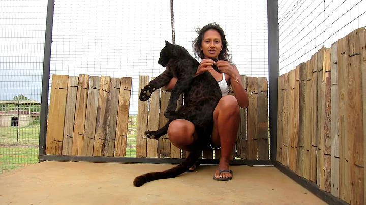Playing with Pardus the black leopard at Cheetah E...