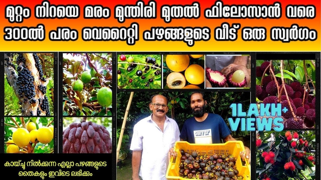 ഫ്രൂട്സുകൾ കൊണ്ട് കാടാക്കി വീട്ടുമുറ്റം കായ്ക്കാത്ത വിദേശ പഴങ്ങൾ വരെ കായ്‌പ്പിച്ച കർഷകൻ