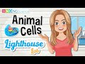Cell Structure and Function Concepts