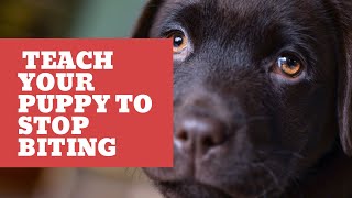 10 TIPS FOR PUPPY BITING by PetMastery 251 views 5 months ago 7 minutes, 1 second