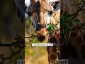 Giraffe Tongues Are Extremely Long viral trending shorts today